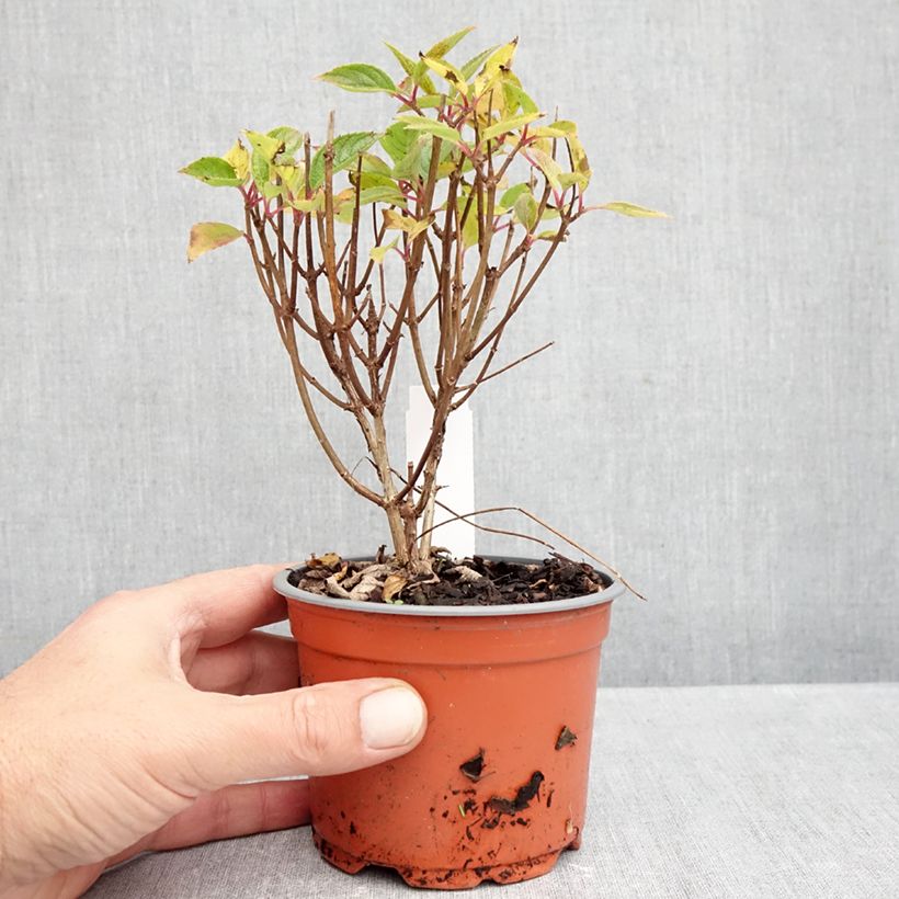 Example of Hydrangea paniculata Whitelight 12cm pot as you get in automne