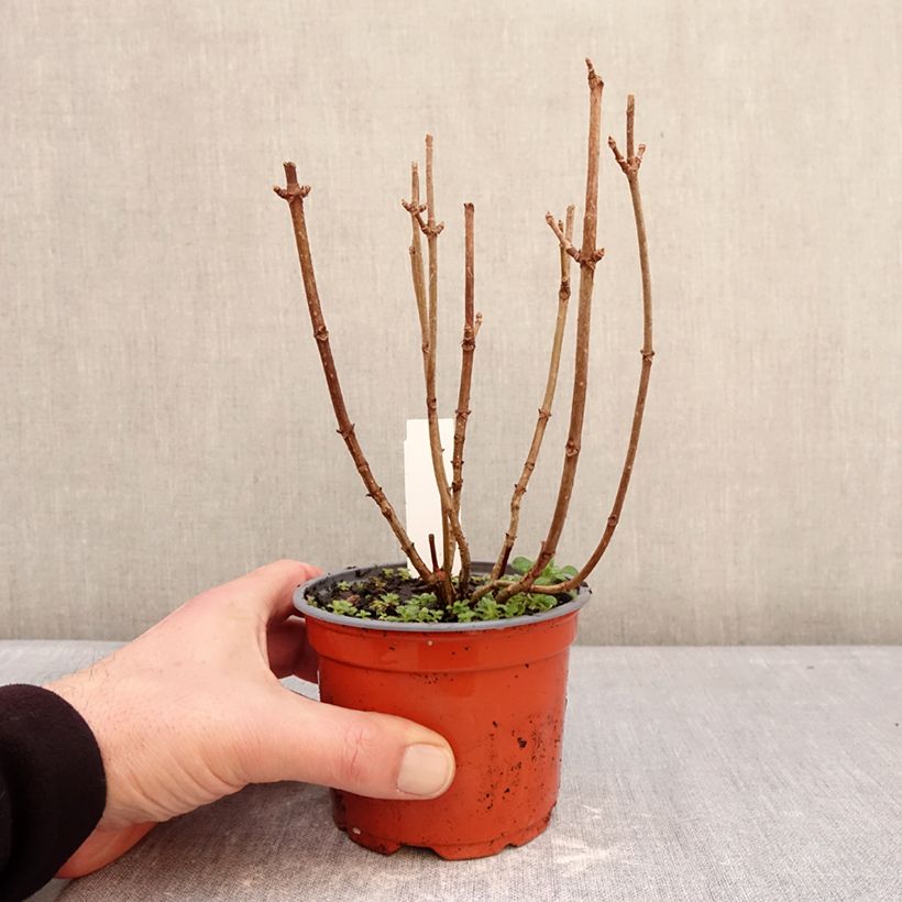 Hydrangea paniculata Whitelight 12cm pot sample as delivered in winter