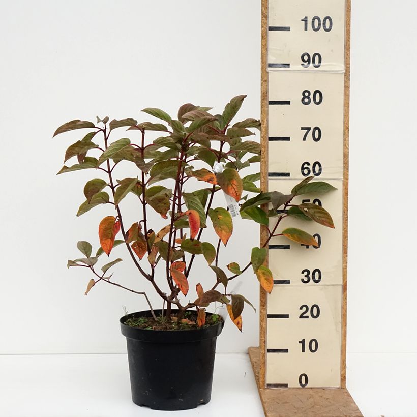 Hydrangea paniculata Wims Red 7.5L/10L pot sample as delivered in autumn