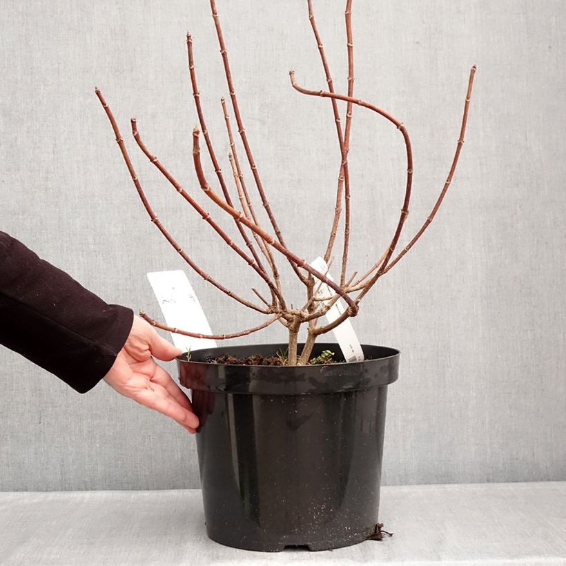 Hydrangea paniculata Wims Red 7.5L/10L pot sample as delivered in winter