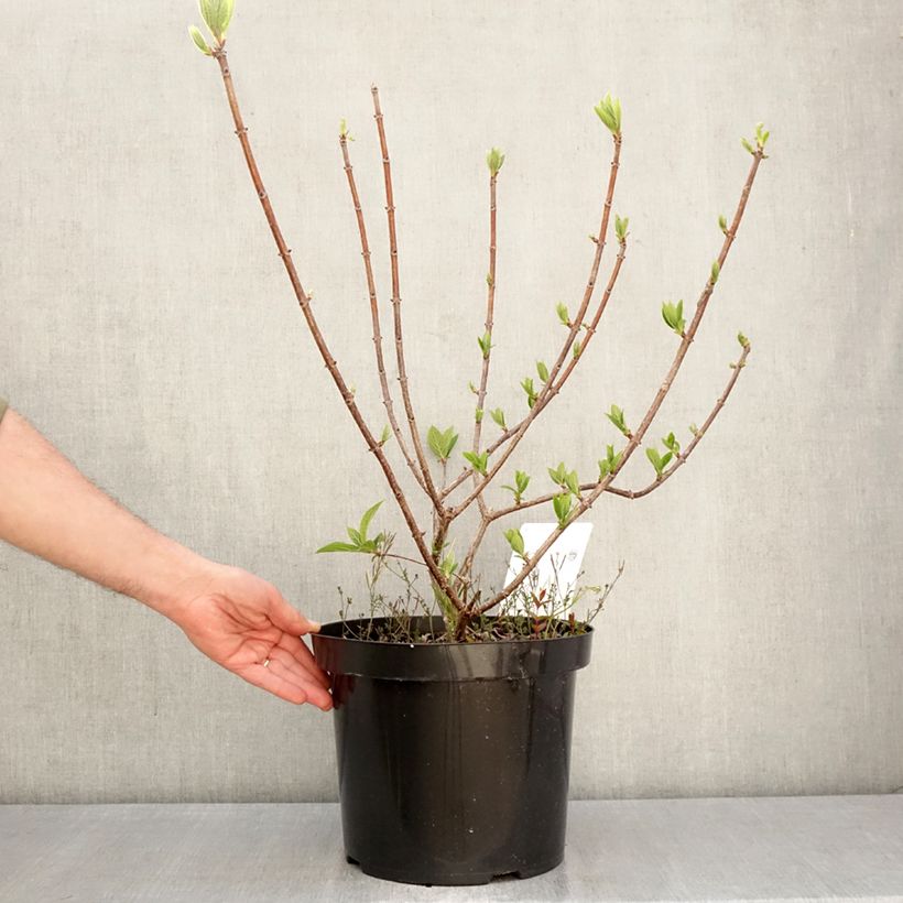 Hydrangea paniculata Wims Red 7.5L/10L pot sample as delivered in spring