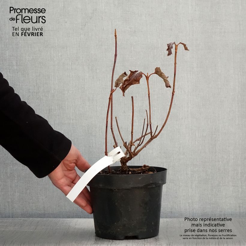 Hydrangea quercifolia Back Porch 3L/4L pot sample as delivered in winter