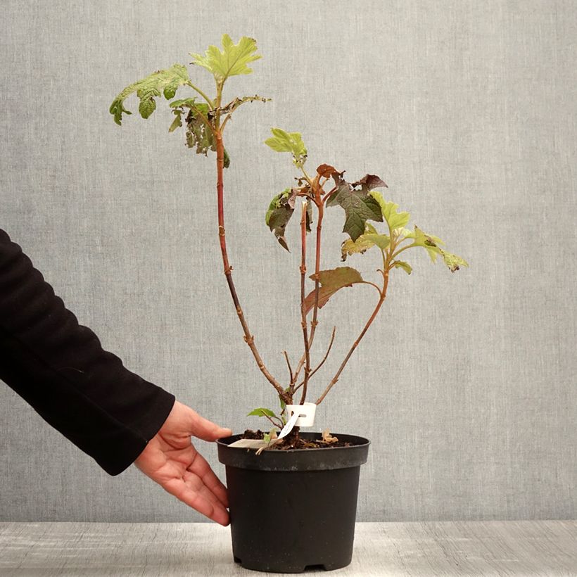 Hydrangea quercifolia Back Porch 3L/4L pot sample as delivered in spring