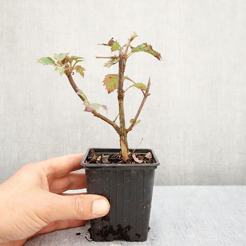 Hydrangea quercifolia Ruby Slippers 8/9 cm pot sample as delivered in autumn