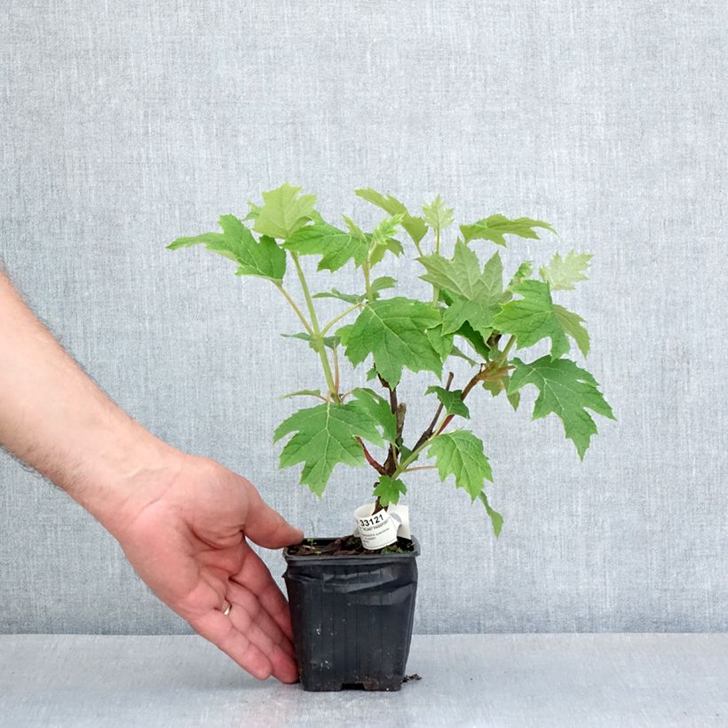 Hydrangea quercifolia Ruby Slippers 8/9 cm pot sample as delivered in spring