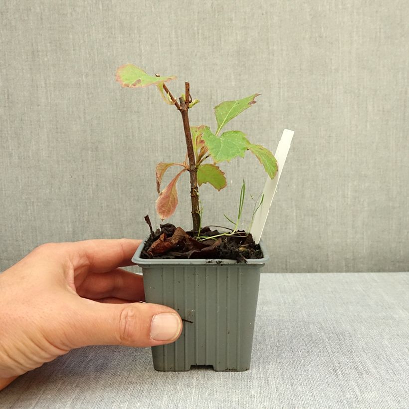 Hydrangea quercifolia Snow Queen 8/9 cm pot sample as delivered in summer