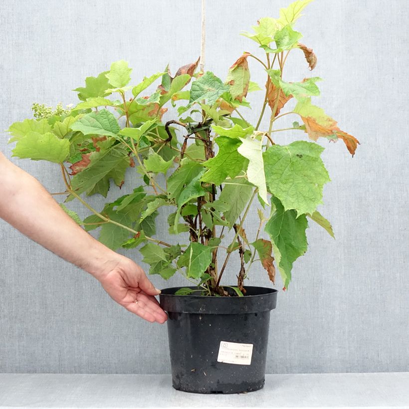 Hydrangea quercifolia Snow Queen 4L/5L pot sample as delivered in summer