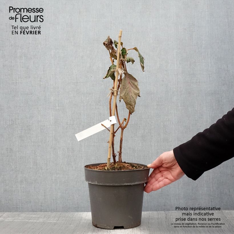 Hydrangea quercifolia Tara 3L/4L pot sample as delivered in winter