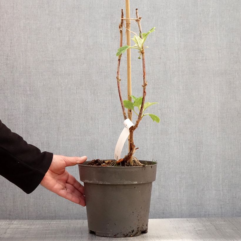 Hydrangea quercifolia Tara 3L/4L pot sample as delivered in spring