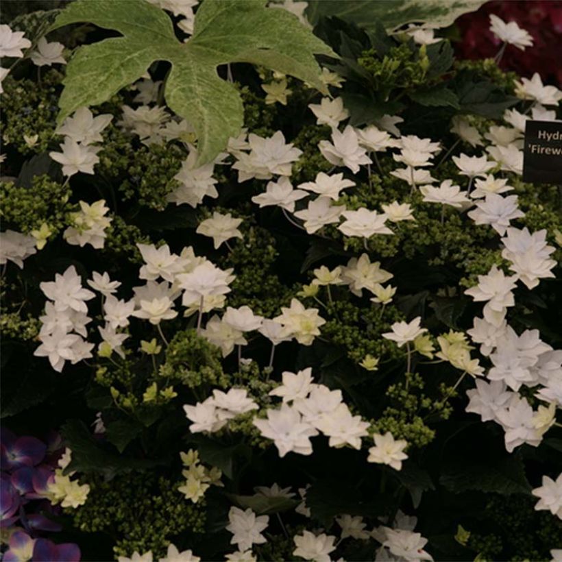 Hydrangea macrophylla Hovaria Fireworks White (Flowering)