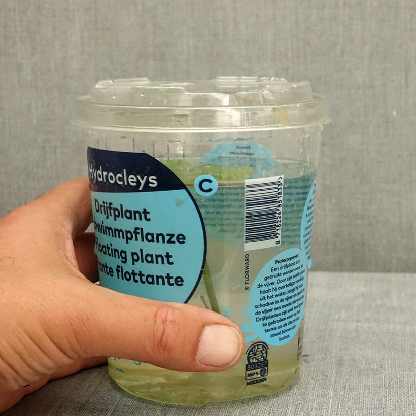 Hydrocleys nymphoides - water poppy Tin sample as delivered in spring