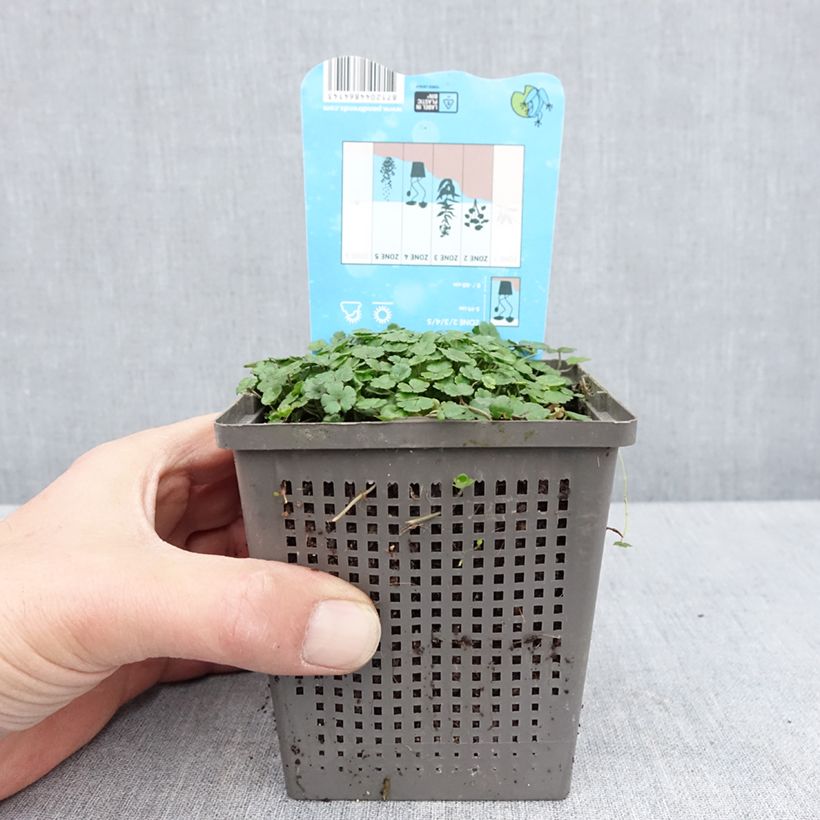 Hippuris vulgaris - Bottle brush 1L/1.5L pot sample as delivered in spring