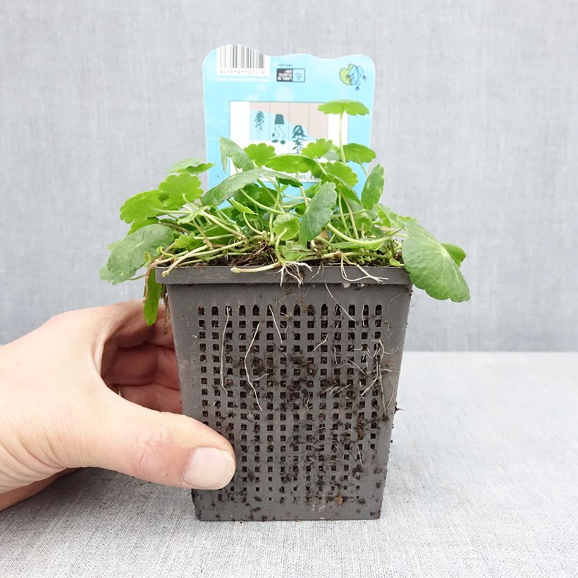 Hydrocotyle vulgaris  1L/1.5L pot sample as delivered in spring