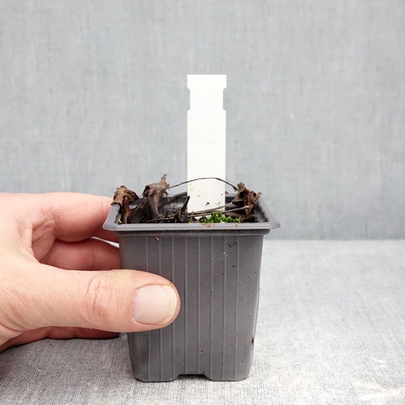 Hydrophyllum virginianum - Virginia Waterleaf 8/9 cm pot sample as delivered in winter