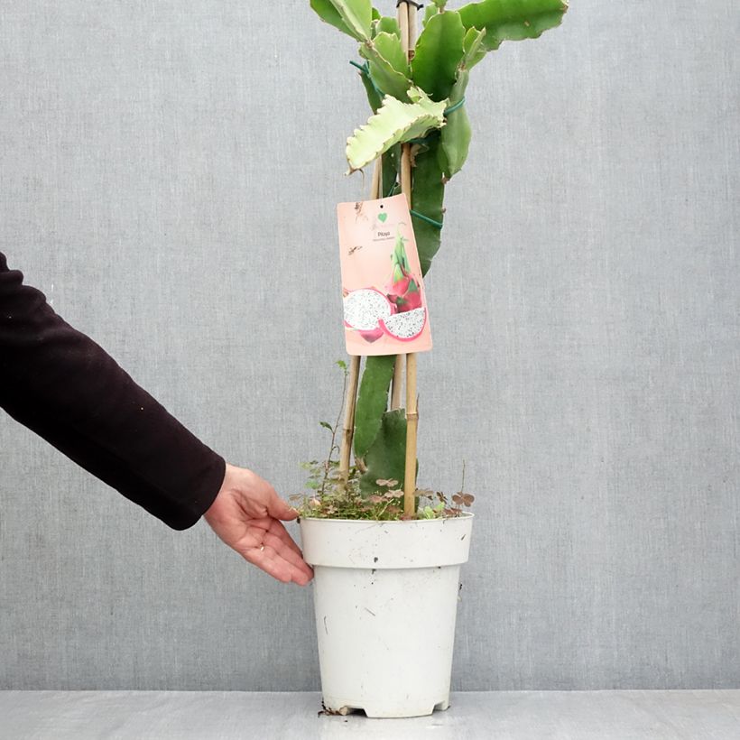 Hylocereus undatus  6L/7L pot sample as delivered in autumn