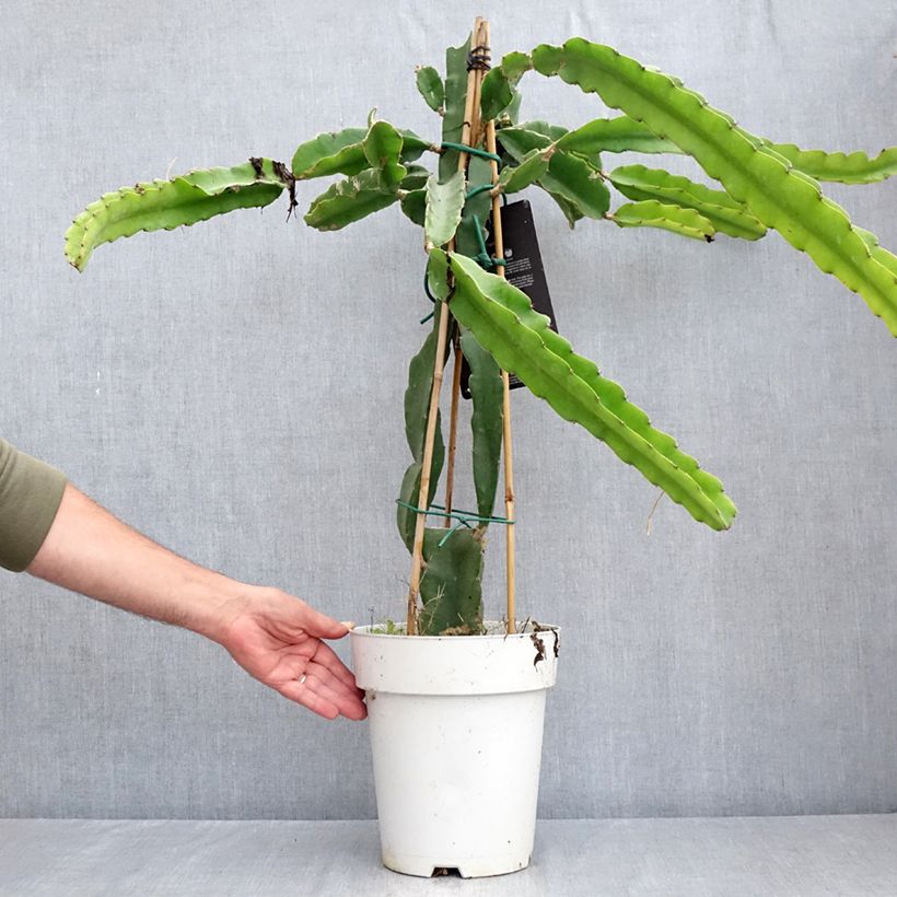Hylocereus undatus  6L/7L pot sample as delivered in summer