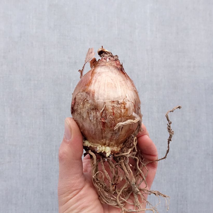 Hymenocallis longipetala - Spider Lily Bulb size 16+ sample as delivered in spring