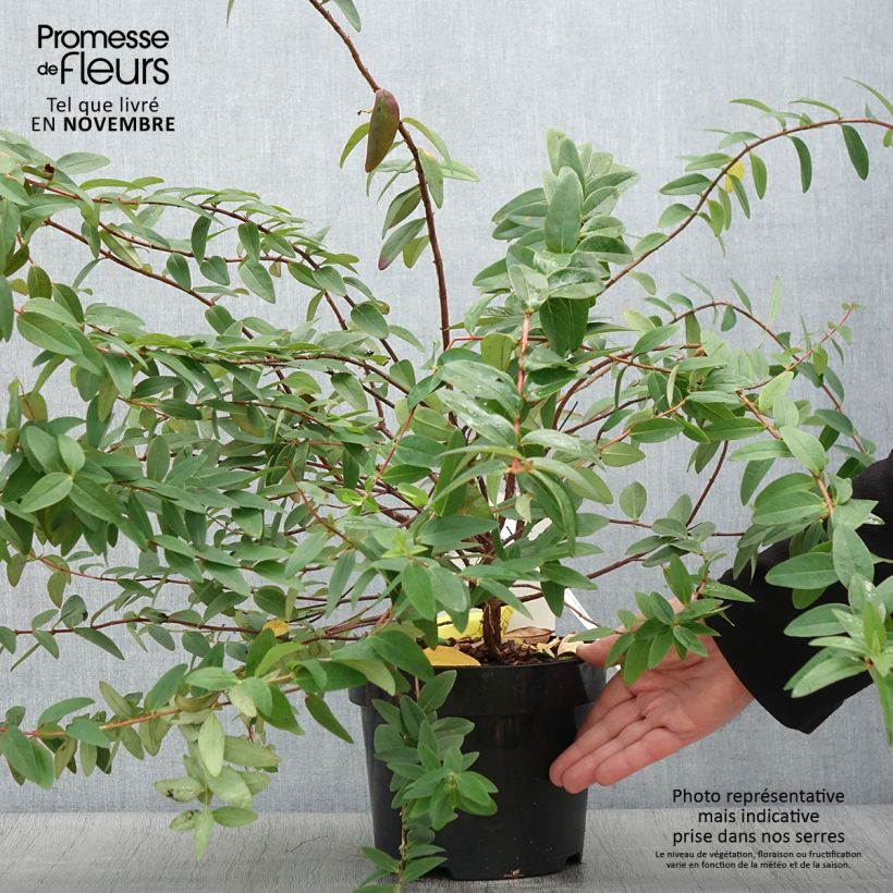 Hypericum x dummeri Peter Dummer - St. John's wort 3L/4L pot sample as delivered in autumn