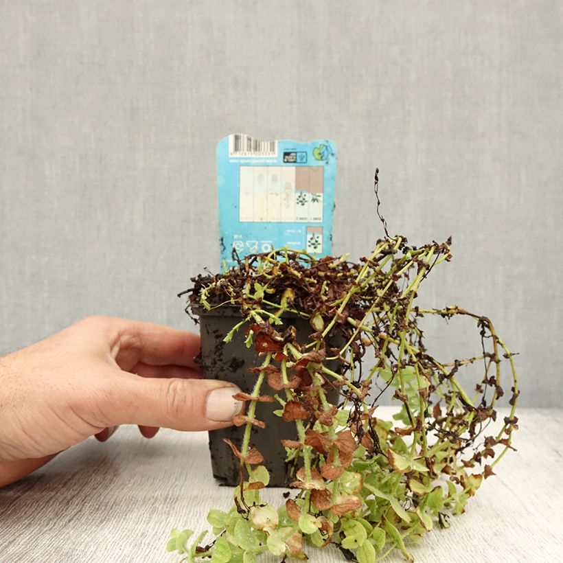 Hypericum elodes  8/9 cm pot sample as delivered in autumn