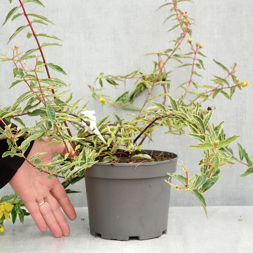 Hypericum Hidcote Limelight 3L/4L pot sample as delivered in autumn