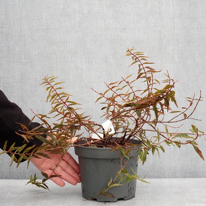 Hypericum Hidcote Limelight 3L/4L pot sample as delivered in winter