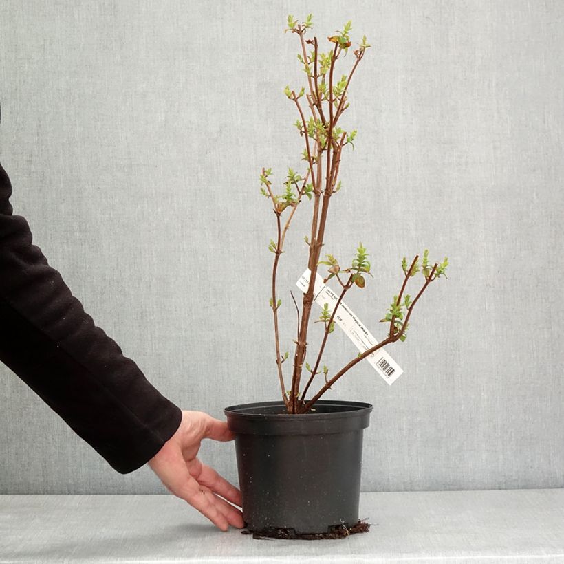 Hypericum inodorum Magical Beauty Kolmbeau 3L/4L pot sample as delivered in winter