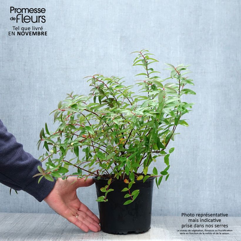 Hypericum Hidcote 2L/3L pot sample as delivered in autumn