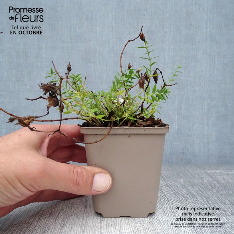 Hypericum olympicum Citrinum - St. John's wort 8/9 cm pot sample as delivered in autumn