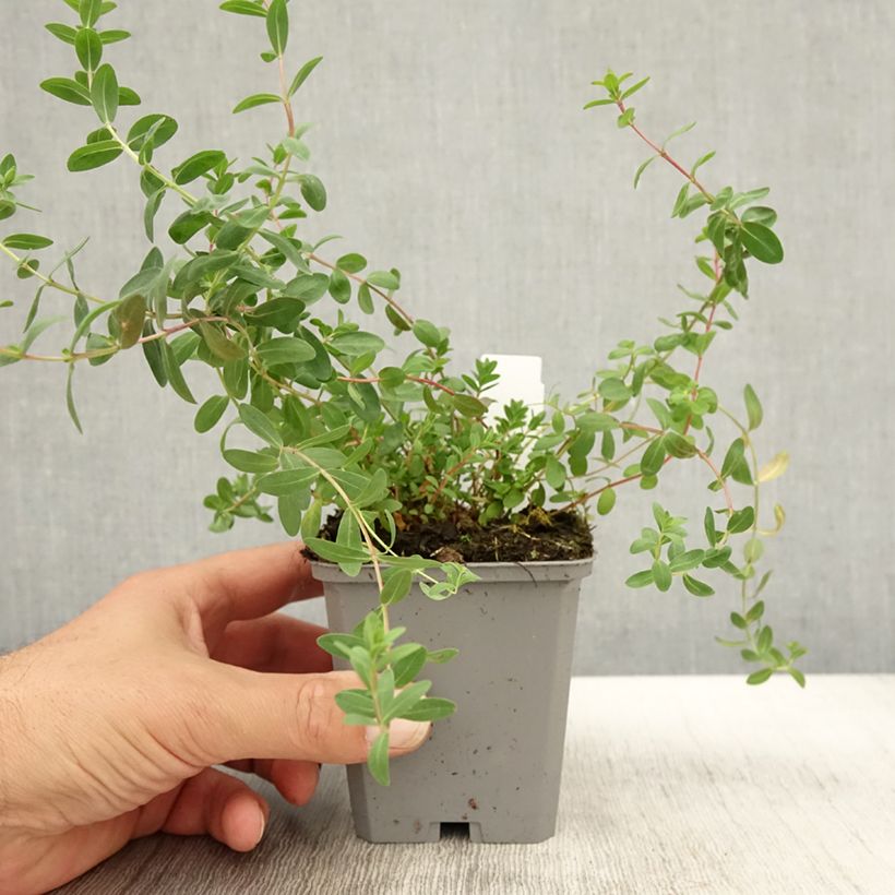 Hypericum olympicum - St. John's wort 8/9 cm pot sample as delivered in autumn