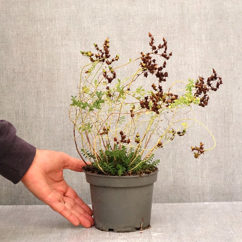 Hypericum perforatum - St. John's wort 1.5L/2L pot sample as delivered in autumn