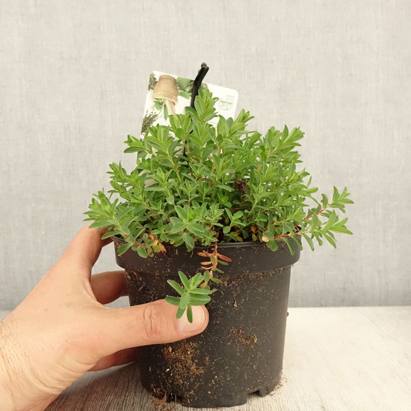 Hypericum perforatum - St. John's wort 1.5L/2L pot sample as delivered in spring