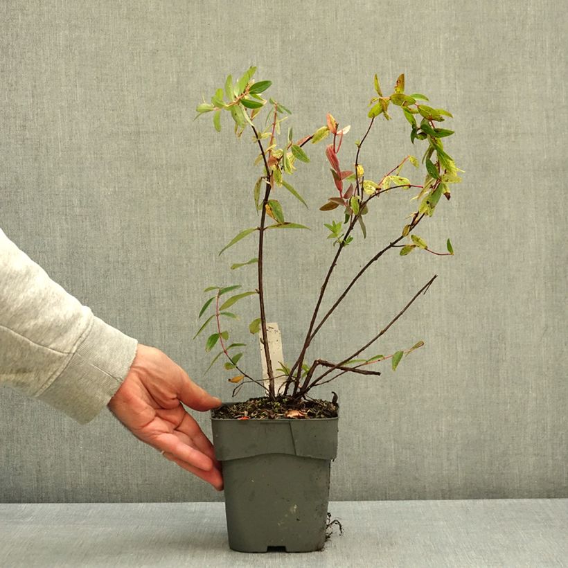 Hypericum inodorum Radiance - St. John's wort 1L/1.5L pot sample as delivered in autumn