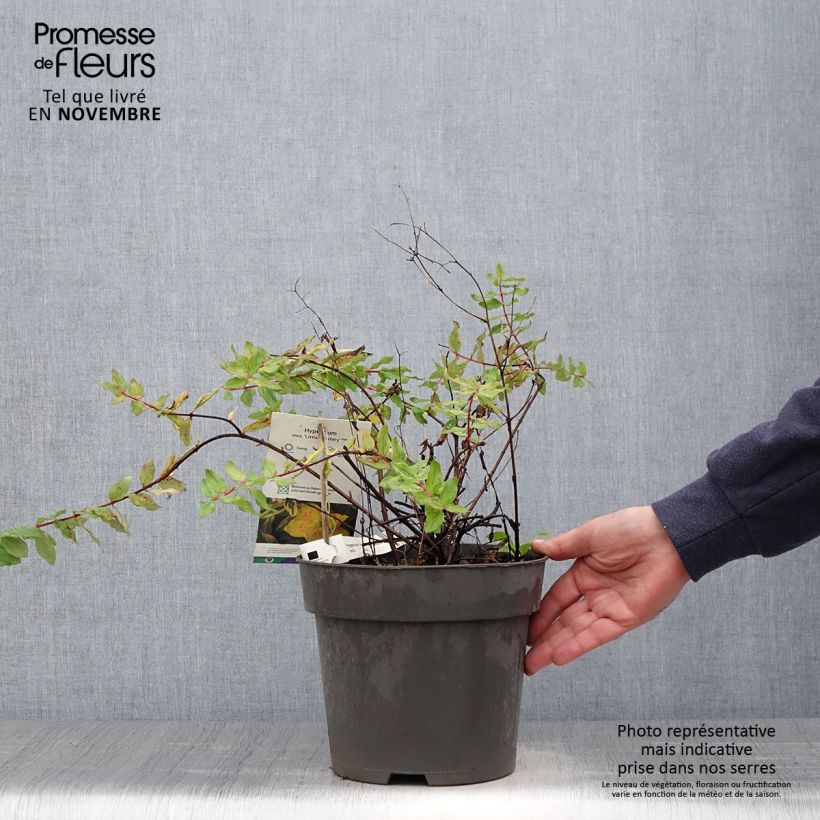 Hypericum x moserianum Little Misstery - St. John's wort 4L/5L pot sample as delivered in autumn