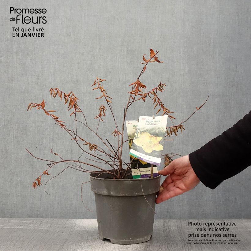 Hypericum x moserianum Little Misstery - St. John's wort 4L/5L pot sample as delivered in winter