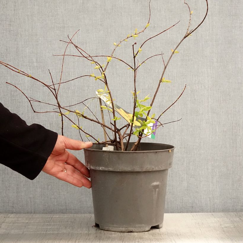 Hypericum x moserianum Little Misstery - St. John's wort 4L/5L pot sample as delivered in spring