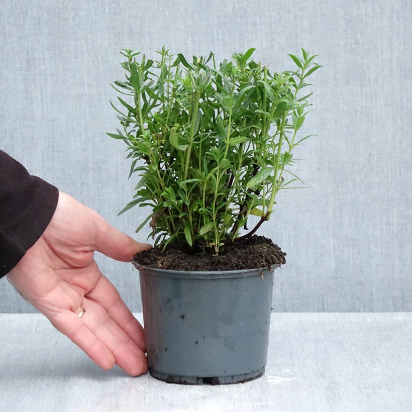Organic Hyssop plants - Hyssopus officinalis 1L/1.5L pot sample as delivered in autumn