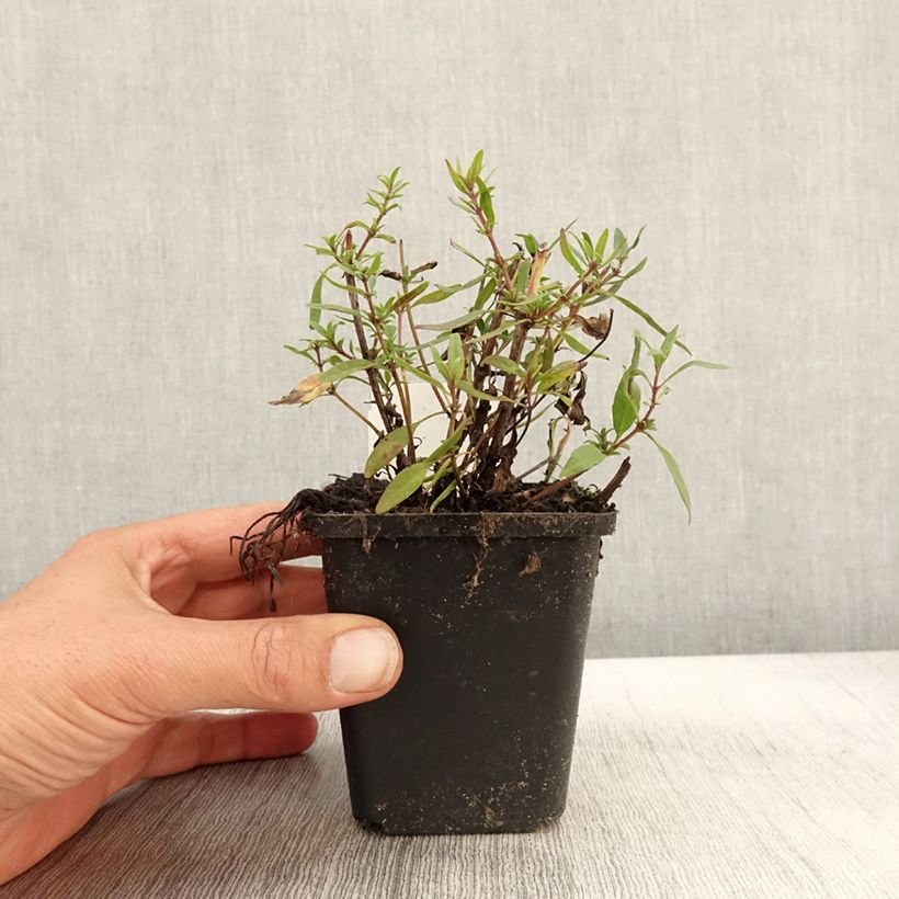Hyssopus officinalis Roseus 8/9 cm pot sample as delivered in autumn