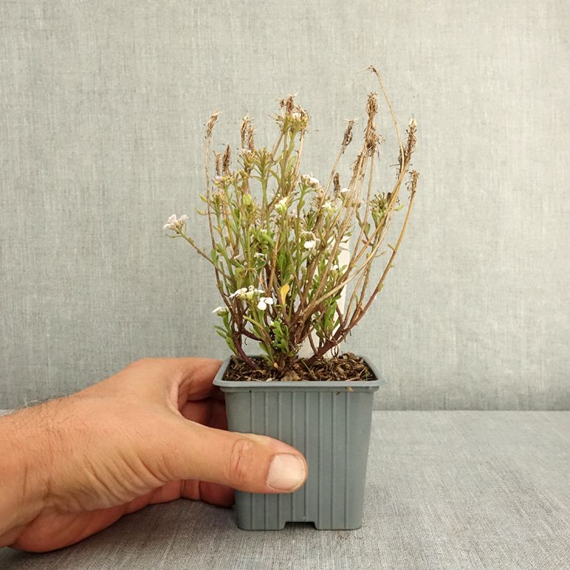 Iberis sempervirens First Flush™ Grace 8/9 cm pot sample as delivered in summer