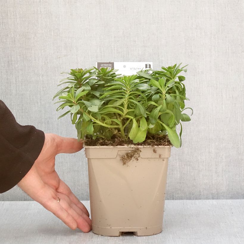 Iberis sempervirens Masterpiece 2L/3L pot sample as delivered in winter