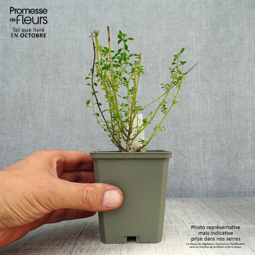 Iberis sempervirens Pink Ice 8/9 cm pot sample as delivered in autumn