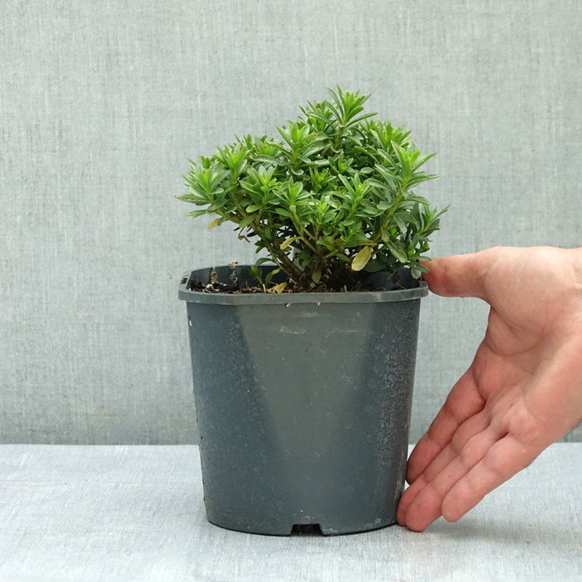 Iberis sempervirens Snowflake 2L/3L pot sample as delivered in summer