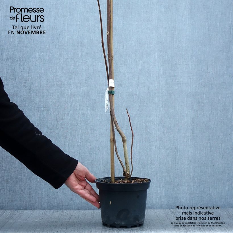Idesia polycarpa 2L/3L pot sample as delivered in autumn