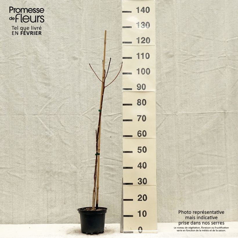 Idesia polycarpa 2L/3L pot sample as delivered in winter