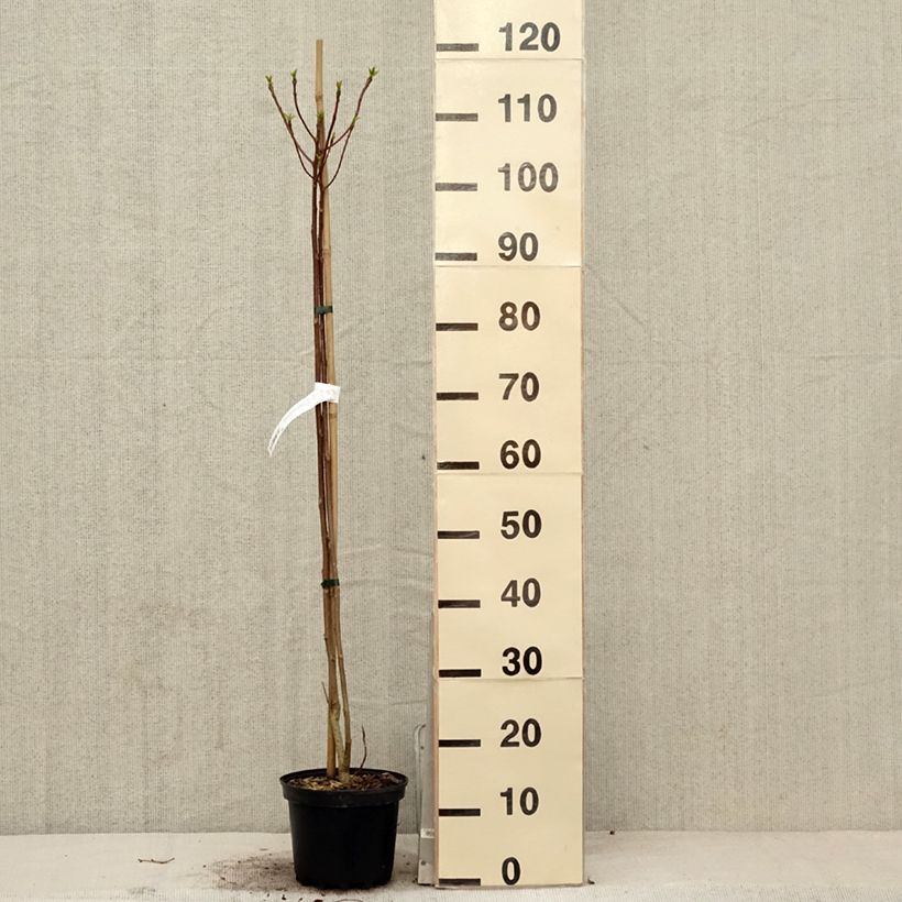 Idesia polycarpa 2L/3L pot sample as delivered in spring