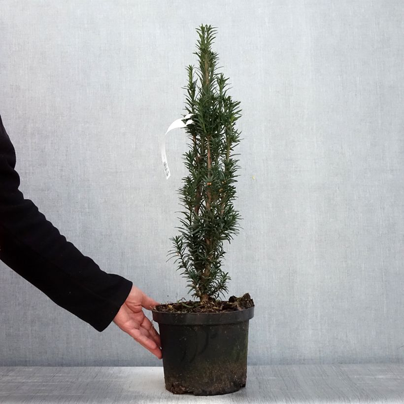 Taxus baccata fastigiata Black Tower 4L/5L pot sample as delivered in spring