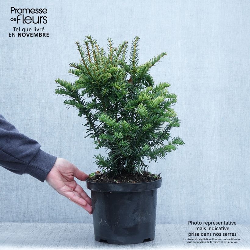 Taxus baccata Kupfergold - Yew 4L/5L pot sample as delivered in autumn