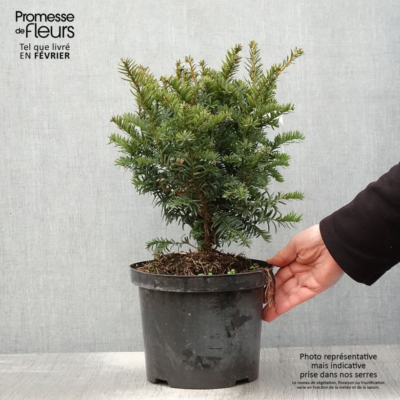 Taxus baccata Kupfergold - Yew 4L/5L pot sample as delivered in winter