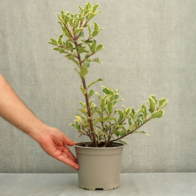 Ilex aquifolium Handsworth New Silver - Common Holly 3L/4L pot sample as delivered in summer