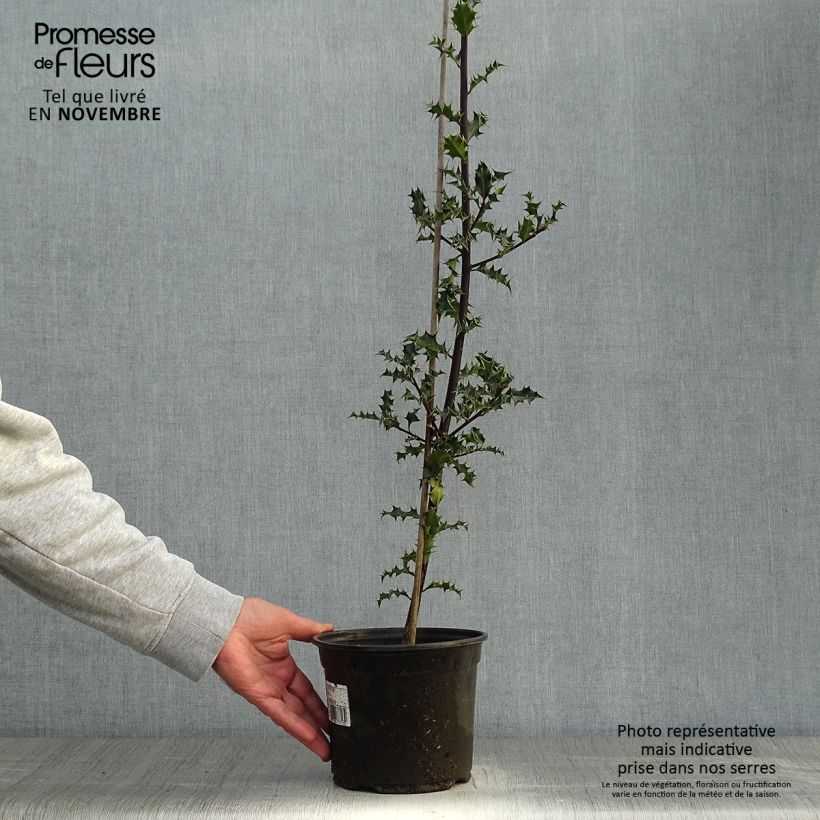Ilex aquifolium - Common Holly 2L/3L pot sample as delivered in autumn