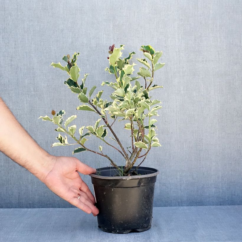 Ilex aquifolium Madame Briot - Common Holly 3L/4L pot sample as delivered in summer